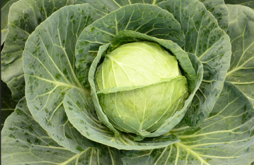 WHITE - Queen F1 (N17545) Cabbage Seeds 2500 seeds - 2.500 seeds