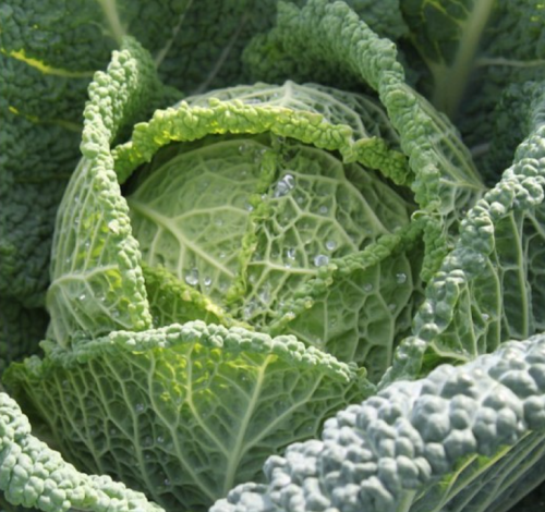 Ovasa F1 Cabbage Seeds 2500 seeds - 2500 seeds