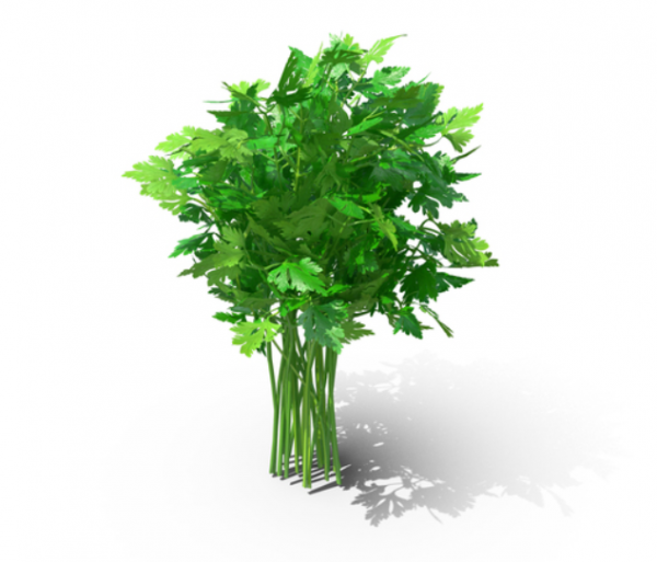 Gigante D Italia (Pregerminated-Precition) 100.000 seeds