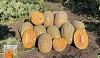 Maggi F1 Melon Seeds 500 seeds