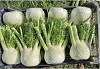 FENNEL SEEDS ODINO F1 (CRX 12311) 2500 SEEDS