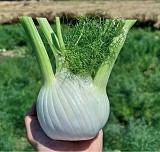 Spring fennel ATLAS F1 (CRX 15384) 2500 SEEDS