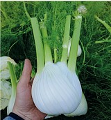 Winter fennel ADONE F1 (CRX 14444) 2500 SEEDS