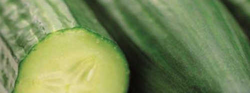 LONG - Pilos F1 Cucumber Seeds