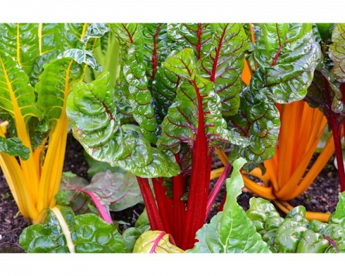 BABY LEAVES SEEDS - Bright Lights - 10000 seeds