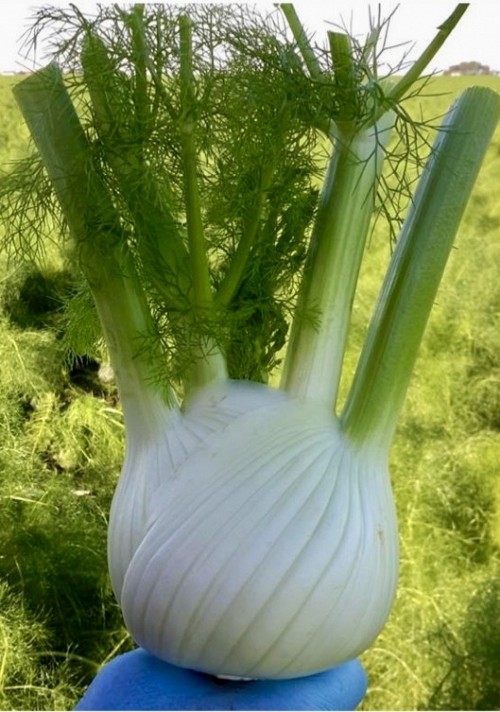 FENNEL SEEDS - FALL-WINTER FENNEL SEEDS ARES F1 2500 SEEDS - 2500 seeds