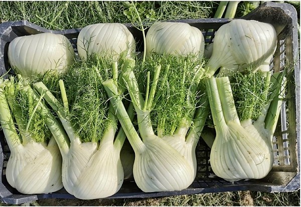 FENNEL SEEDS ODINO F1 (CRX 12311) 2500 SEEDS