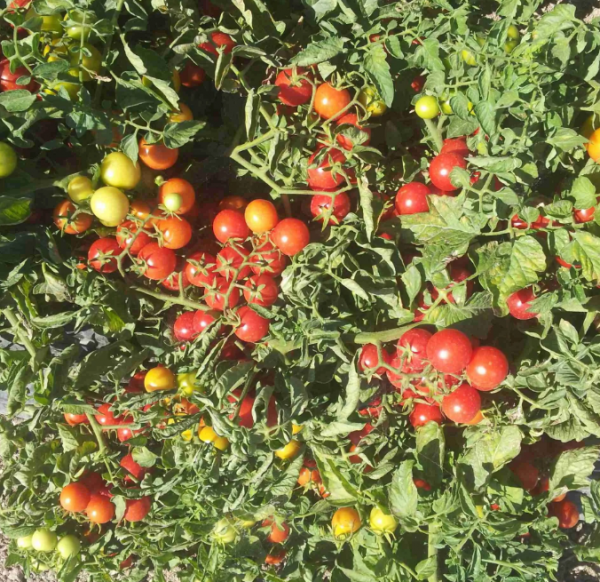 Etnix F1 Tomato Seeds 500 seeds