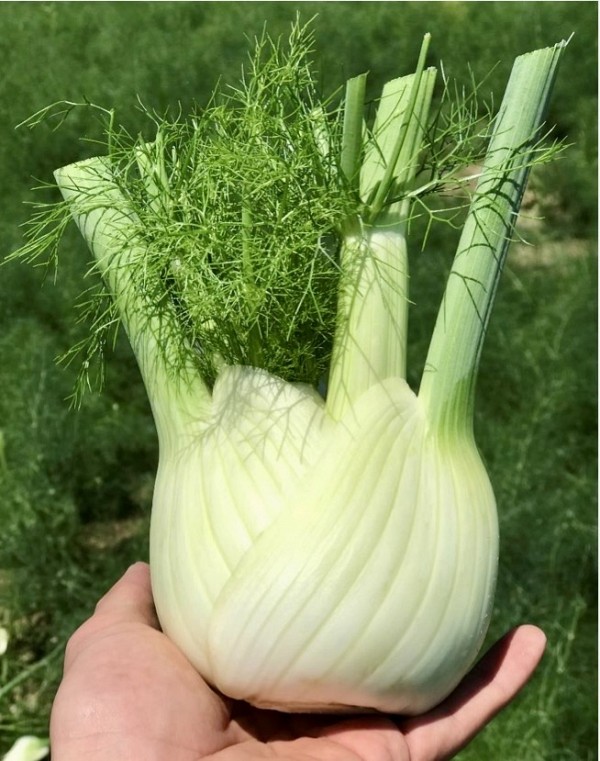 FENEL SEEDS ETTORE F1 (CRX 15326) 2500 SEEDS
