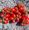 Nysiros F1 Tomato Seeds 1000 seeds