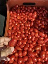 Nysiros F1 Tomato Seeds 1000 seeds