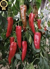 Campari Pepper Seeds 500 seeds