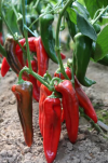 Campari Pepper Seeds 500 seeds