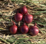 Red Clay F1 Onion Seeds 250.000 seeds
