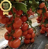 Vitara F1 Tomato Seeds 1000 seeds