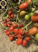 Nazaret F1 Tomato Seeds 1000 seeds