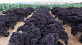 Sunbor F1 Kale Seeds 2500 seeds