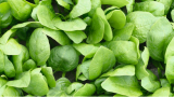 Rembrandt F1 Spinach Seeds 50.000 σπόροι