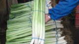 Bulgaarse Reuzen - Lincoln F1 Leek Seeds 25.000 pills