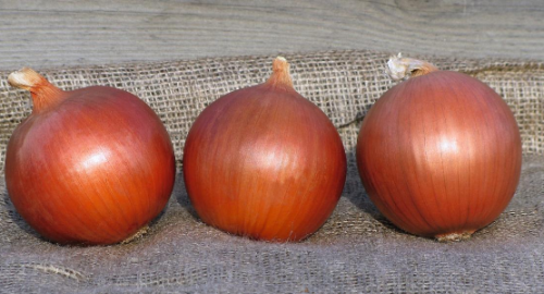 BULBS - Legend F1 Onion Seeds 250.000 seeds - 250.000 seeds