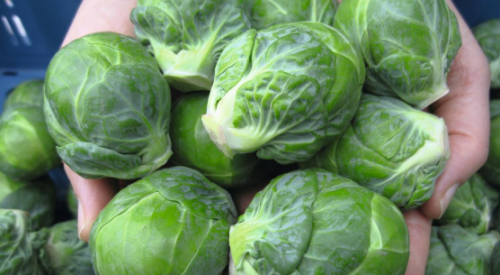 BRUSSELS SPROUT SEEDS - Marte F1 Brussels Sprout Seeds 2500 σπόροι - 2500 seeds