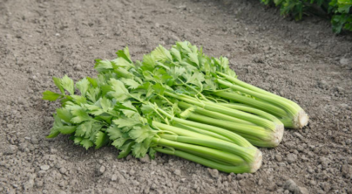 CELERY SEEDS - Tango F1 Celery Seeds 10.000 seeds - 10.000 seeds