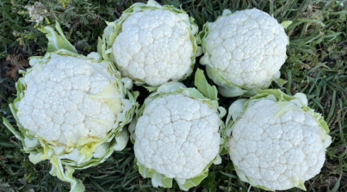 WHITE - Sibari F1 Cauliflower Seeds 2500 seeds - 2500 seeds