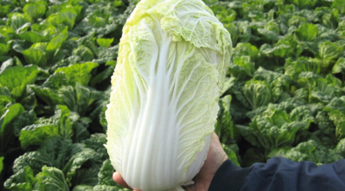 CHINESE CABBAGE SEEDS - Manoko F1 Chinese Cabbge Seeds 2500 seeds - 2500 seeds