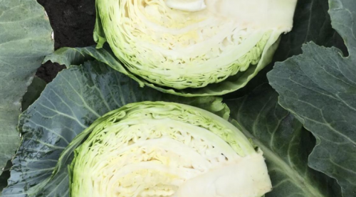 WHITE - Botran F1 Cabbage Seeds 2500 seeds - 2500 seeds