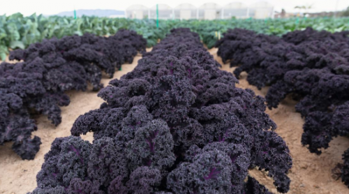 KALE SEEDS - Sunbor F1 Kale Seeds 2500 seeds - 2500 seeds