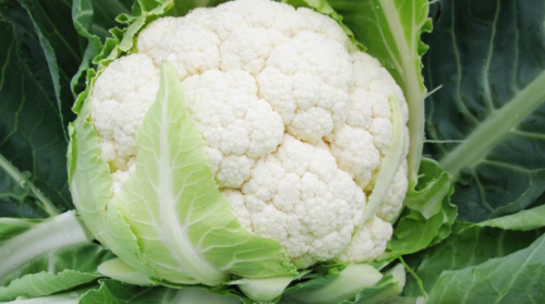 WHITE - Caprio F1 Cauliflower Seeds 2500 seeds - 2500 seeds