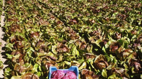 RADICCHIO SEEDS - Indigo F1 Radicchio Seeds 10.000 seeds - 10.000 seeds