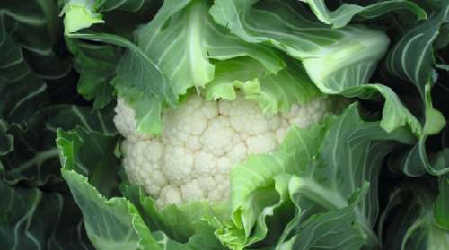 WHITE - Jerome F1 Cauliflower Seeds 2500 seeds - 2500 seeds