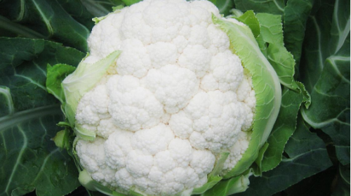 WHITE - Belot F1 Cauliflower Seeds 2500 seeds - 2500 seeds