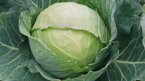 WHITE - Fresco F1 Cabbage Seeds 2500 seeds - 2500 seeds