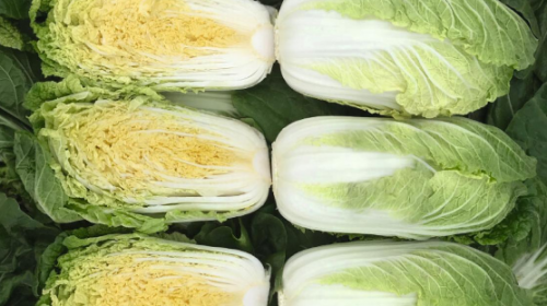 CHINESE CABBAGE SEEDS - Meriko F1 Chinese Cabbage Seeds 2500 seeds - 2500 seeds