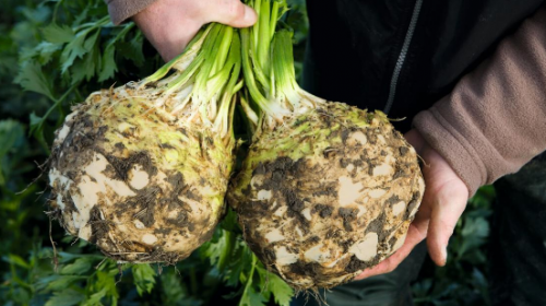 CELERIAC SEEDS - Elena F1 Celeriac Seeds 10.000 pills - 10.000 seeds