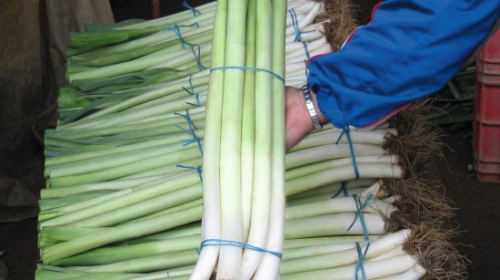 LEEK SEEDS - Bulgaarse Reuzen - Lincoln F1 Leek Seeds 25.000 pills - 25.000 seeds