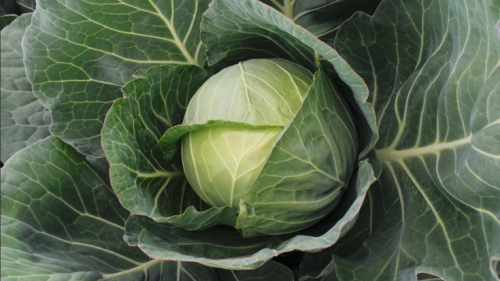 WHITE - Bajonet F1 Cabbage Seeds 2500 seeds - 2500 seeds