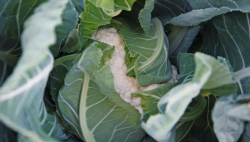 WHITE - Alcala F1 Cauliflower Seeds 2500 seeds - 2500 seeds