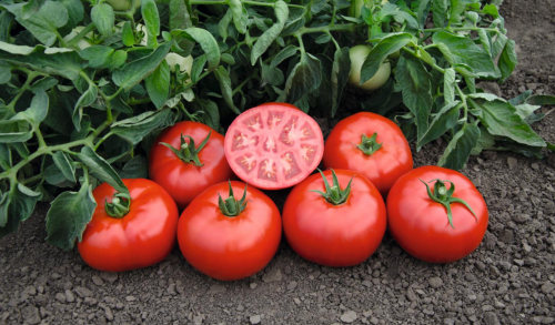 BEEF - Tomsk F1 Tomato Seeds 1000 seeds - 1000 seeds
