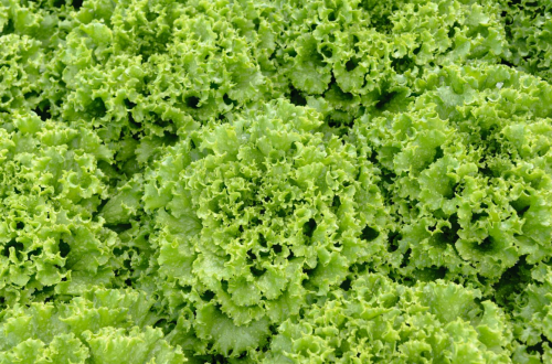 BATAVIA - Cascabel F1 Lettuce Seeds 5000 pills - 5.000 seeds