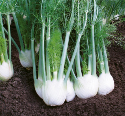 FENNEL SEEDS - Rondo F1 Fennel Seeds 2.500 seeds - 2.500 seeds