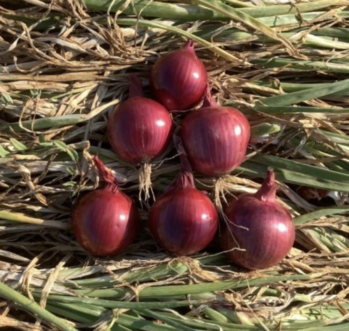 BULBS - Red Clay F1 Onion Seeds 250.000 seeds - 250.000 seeds