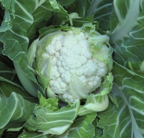 WHITE - Newlyn F1 Cauliflower Seeds 2500 seeds - 2500 seeds