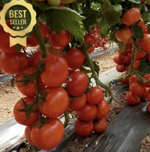 BEEF - Vitara F1 Tomato Seeds 1000 seeds - 1000 seeds