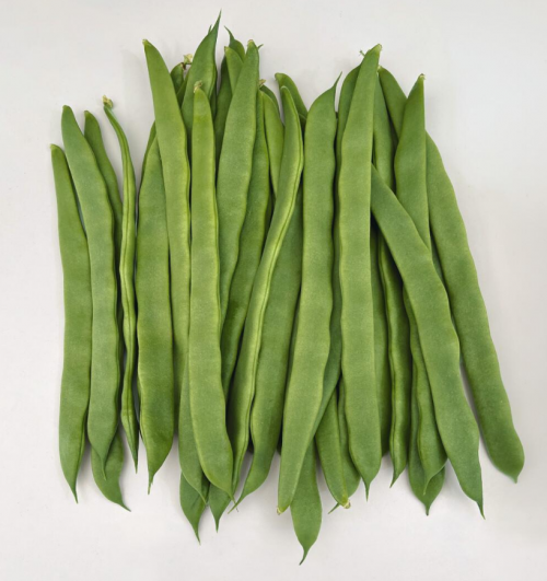 BEANS SEEDS - Gloria F1 Beans Seeds