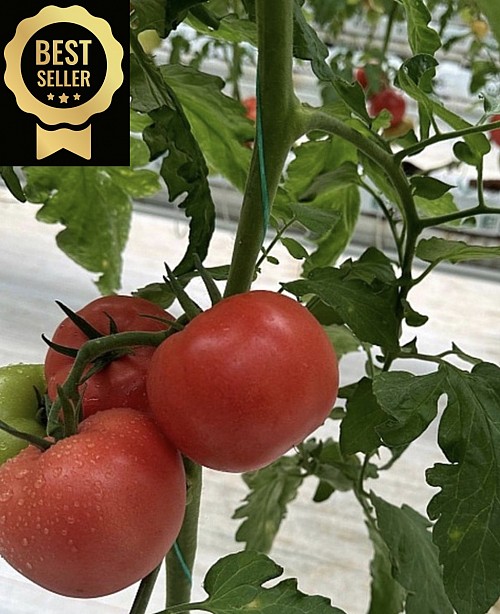 Pink Rock F1 Tomato Seeds 500 seeds - 500 seeds