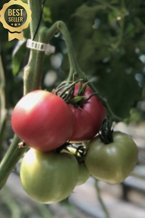 Honey Moon F1 Tomato Seeds 1000 seeds - 1000 seeds