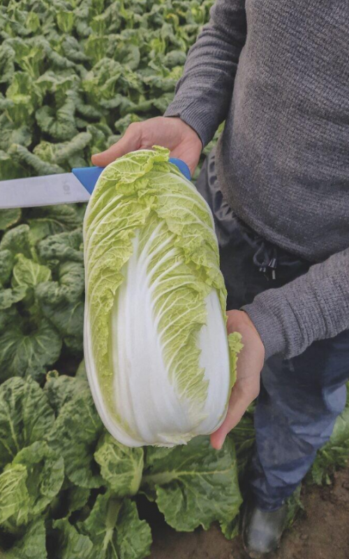 CHINESE CABBAGE SEEDS - Janko F1 Chinese Seeds 2500 seeds - 2500 seeds